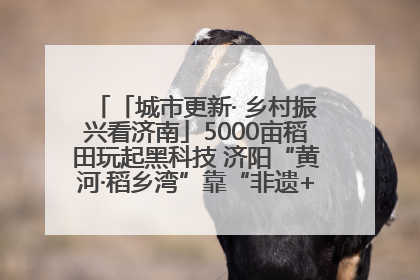 「城市更新· 乡村振兴看济南」5000亩稻田玩起黑科技 济阳“黄河·稻乡湾”靠“非遗+露营”火出圈