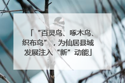 “百灵鸟、啄木鸟、织布鸟”，为仙居县域发展注入“新”动能