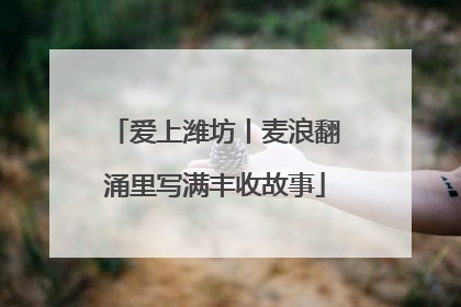 爱上潍坊丨麦浪翻涌里写满丰收故事
