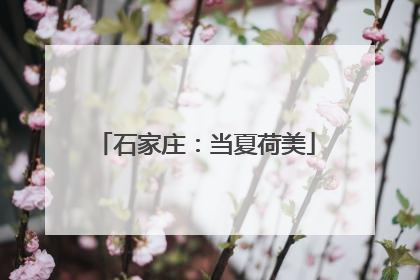石家庄：当夏荷美