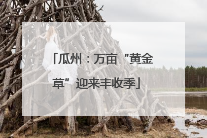 瓜州：万亩“黄金草”迎来丰收季
