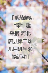 番茄邂逅 “童”趣采摘 河北唐县第二幼儿园研学采摘活动