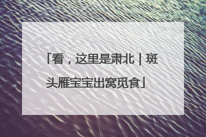 看，这里是肃北｜斑头雁宝宝出窝觅食