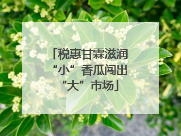 税惠甘霖滋润“小”香瓜闯出“大”市场