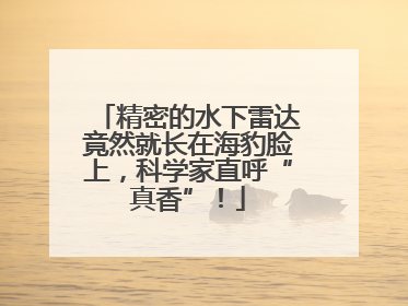 精密的水下雷达竟然就长在海豹脸上，科学家直呼“真香”！