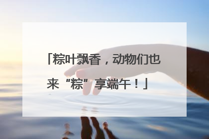 粽叶飘香，动物们也来“粽”享端午！