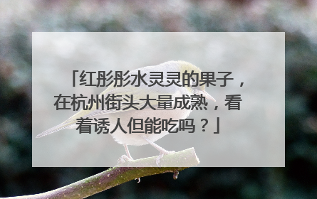 红彤彤水灵灵的果子，在杭州街头大量成熟，看着诱人但能吃吗？