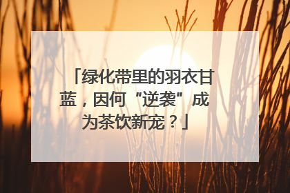 绿化带里的羽衣甘蓝，因何“逆袭”成为茶饮新宠？
