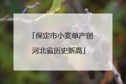 保定市小麦单产创河北省历史新高