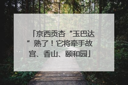 京西贡杏“玉巴达”熟了！它将牵手故宫、香山、颐和园