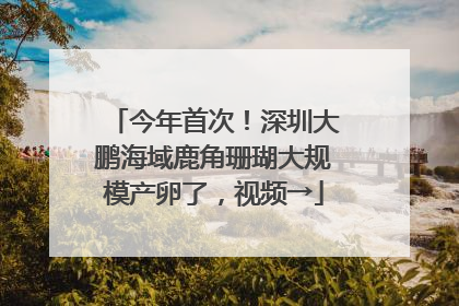 今年首次！深圳大鹏海域鹿角珊瑚大规模产卵了，视频→