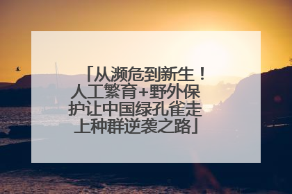 从濒危到新生！人工繁育+野外保护让中国绿孔雀走上种群逆袭之路