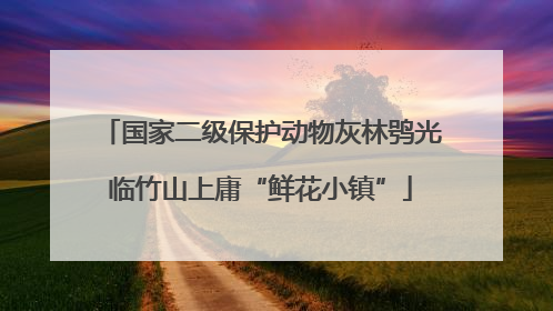 国家二级保护动物灰林鸮光临竹山上庸“鲜花小镇”