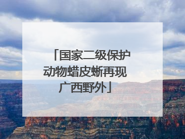 国家二级保护动物蜡皮蜥再现广西野外
