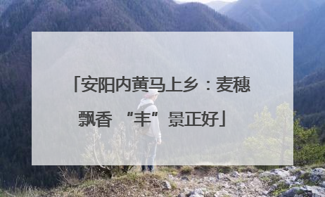 安阳内黄马上乡：麦穗飘香 “丰”景正好