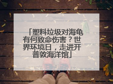 塑料垃圾对海龟有何致命伤害？世界环境日，走进开普敦海洋馆