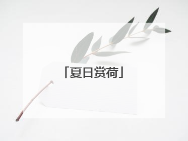 夏日赏荷