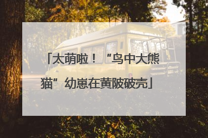 太萌啦！“鸟中大熊猫”幼崽在黄陂破壳