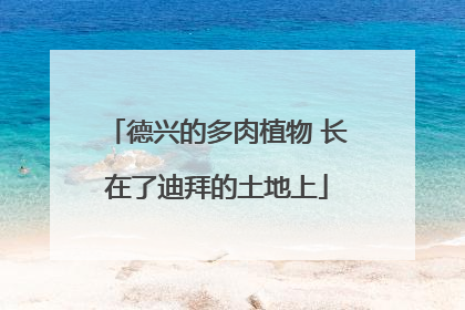 德兴的多肉植物 长在了迪拜的土地上