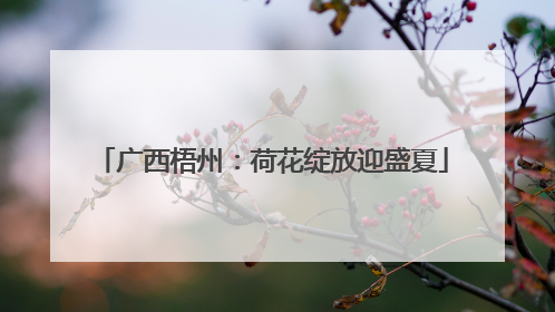 广西梧州：荷花绽放迎盛夏