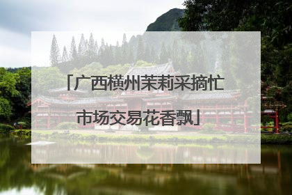 广西横州茉莉采摘忙 市场交易花香飘