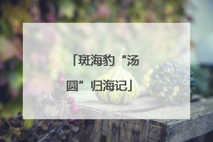 斑海豹“汤圆”归海记