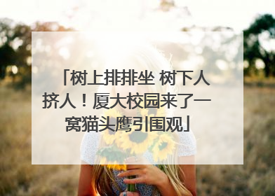 树上排排坐 树下人挤人！厦大校园来了一窝猫头鹰引围观