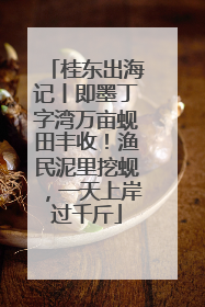 桂东出海记丨即墨丁字湾万亩蚬田丰收！渔民泥里挖蚬，一天上岸过千斤