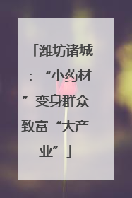 潍坊诸城：“小药材”变身群众致富“大产业”