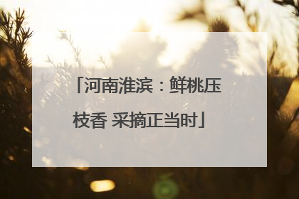 河南淮滨：鲜桃压枝香 采摘正当时