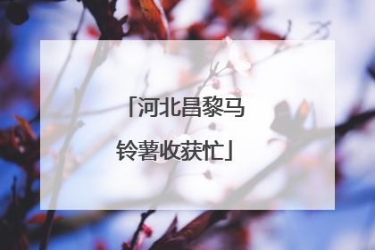 河北昌黎马铃薯收获忙