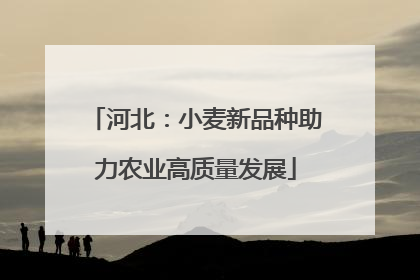 河北：小麦新品种助力农业高质量发展