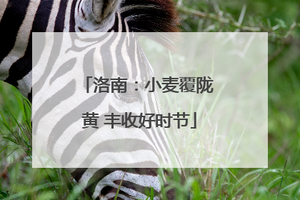 洛南：小麦覆陇黄 丰收好时节