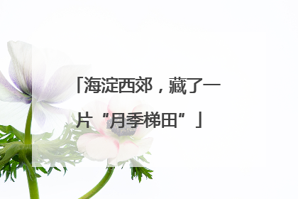 海淀西郊，藏了一片“月季梯田”