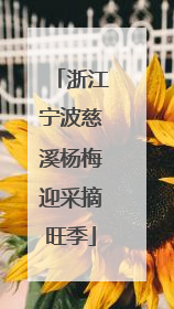 浙江宁波慈溪杨梅迎采摘旺季