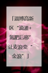 淄博高新区“滴灌+氮肥后移”让麦浪变“金浪”