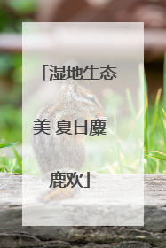 湿地生态美 夏日麋鹿欢