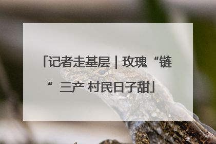 记者走基层｜玫瑰“链”三产 村民日子甜