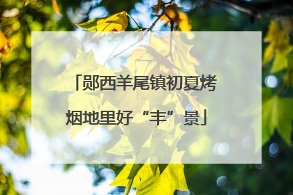 郧西羊尾镇初夏烤烟地里好“丰”景