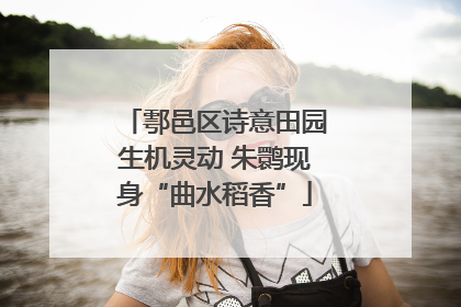 鄠邑区诗意田园生机灵动 朱鹮现身“曲水稻香”