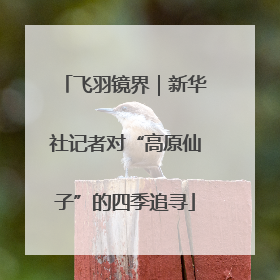 飞羽镜界｜新华社记者对“高原仙子”的四季追寻