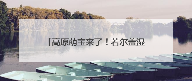 高原萌宝来了！若尔盖湿地首批黑颈鹤雏鸟破壳