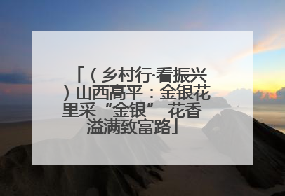 （乡村行·看振兴）山西高平：金银花里采“金银” 花香溢满致富路